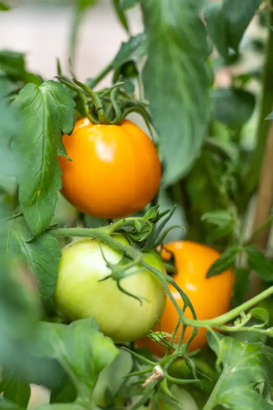 Tomaten: Arthur Fowler ( Kat# 2604 )