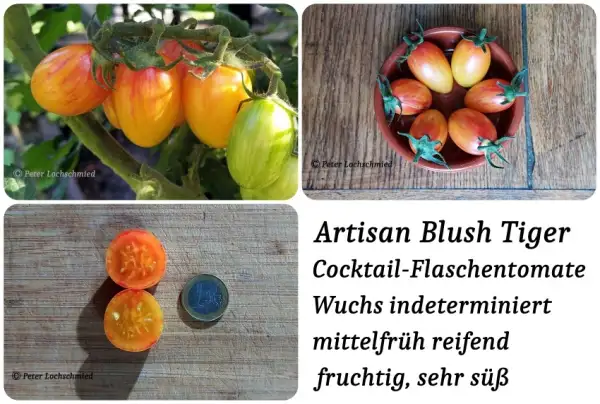 Tomaten: Artisan Blush Tger