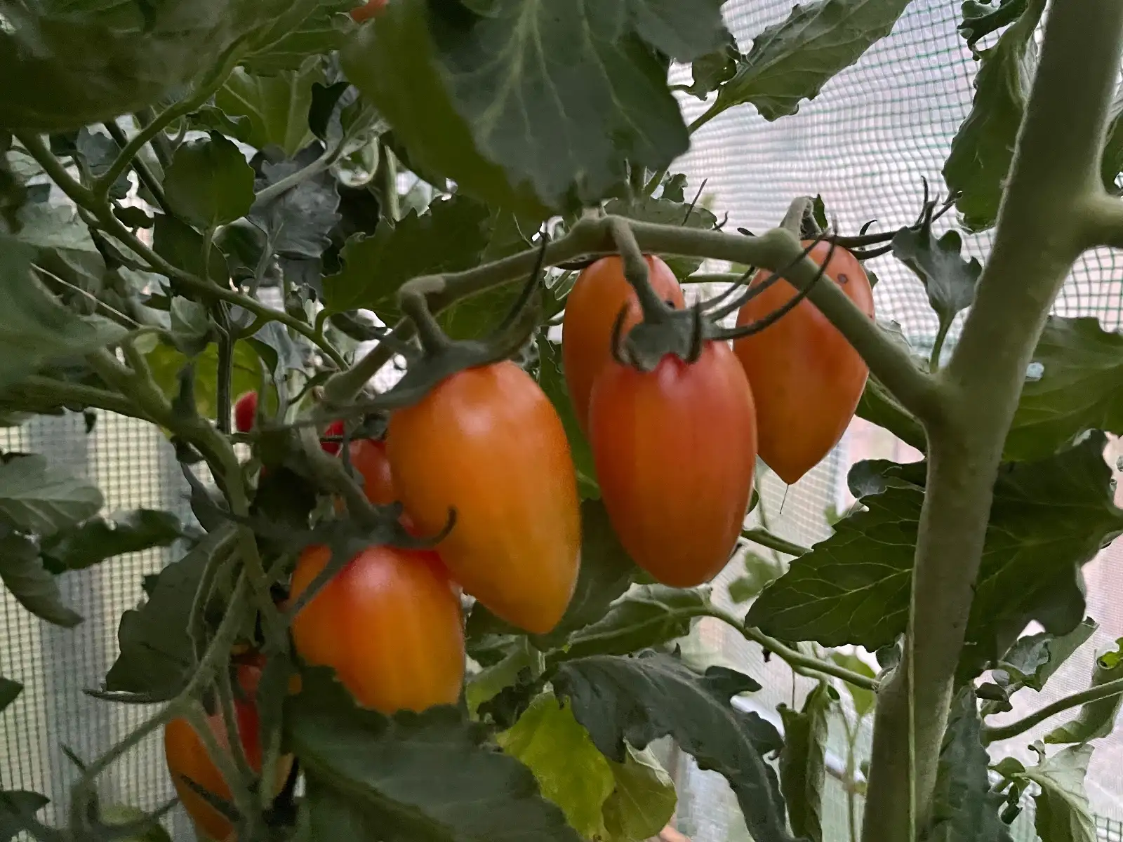 Tomaten: Artisan Blush Tiger 2024 uv