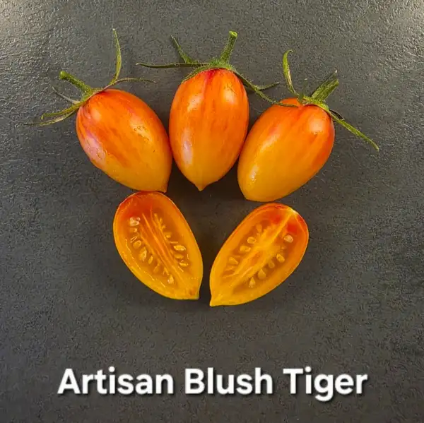Tomaten: Artisan Blush Tiger