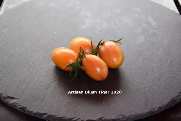 Tomaten: Artisan Blush Tiger