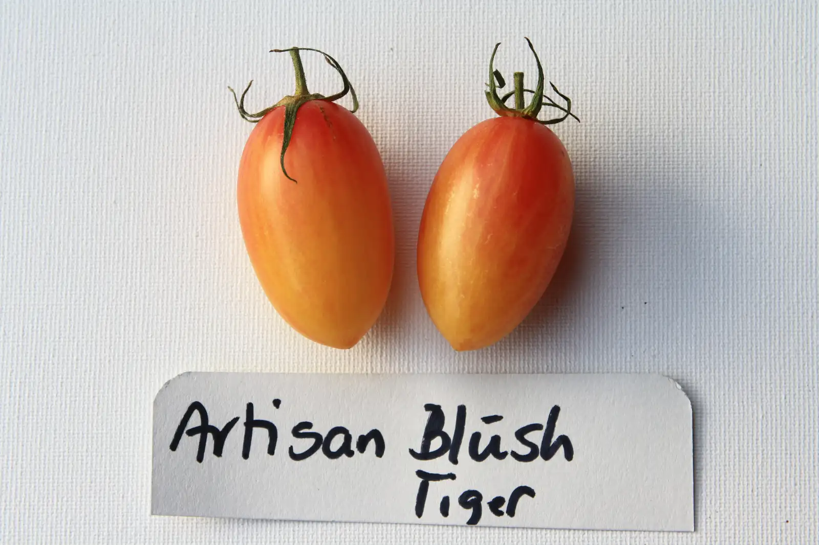 Tomaten: Artisan Blush Tiger