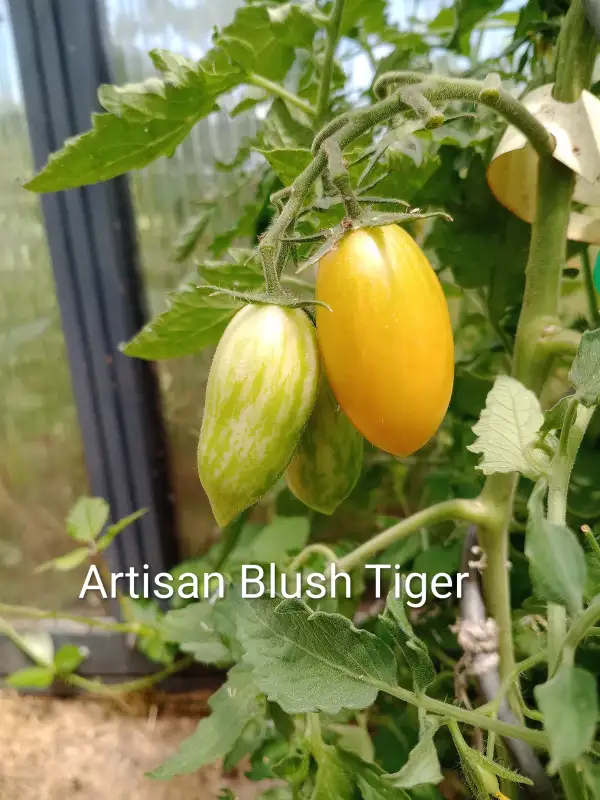Tomaten: Artisan Blush Tiger
