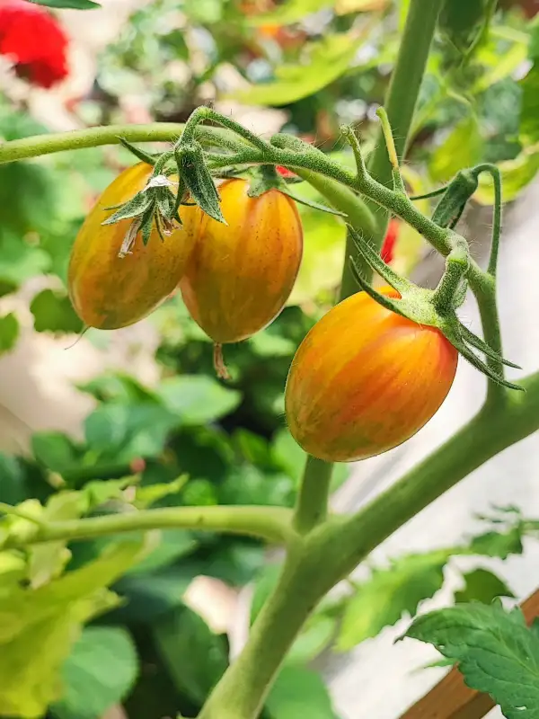 Tomaten: Artisan Blush Tiger