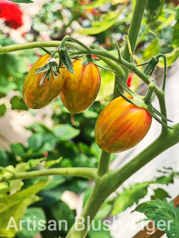 Tomaten: Artisan Blush Tiger
