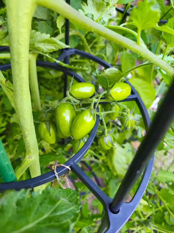 Tomaten: Artisan_Blush_Tiger