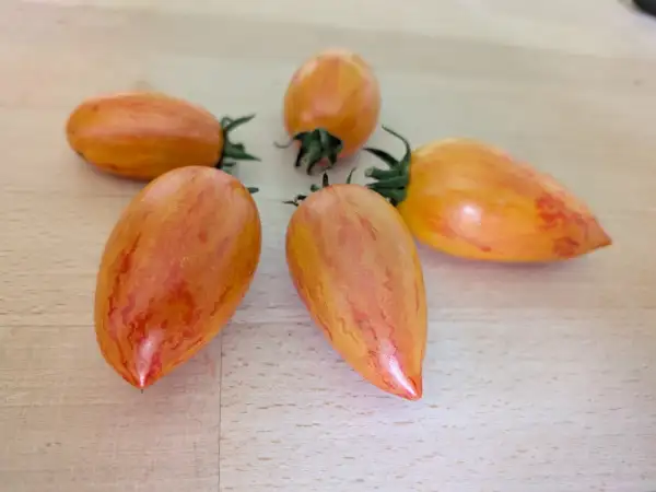 Tomaten: Artisan Blush Tiger