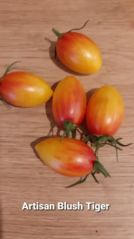 Tomaten: Artisan Blush Tiger