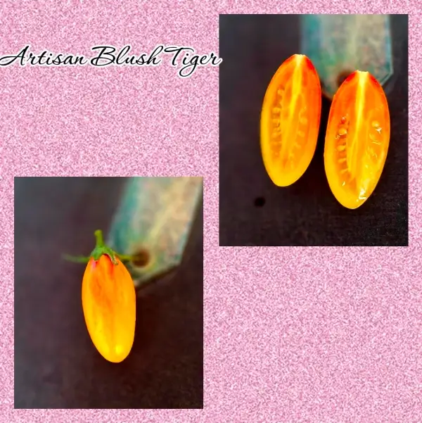 Tomaten: Artisan Blush Tiger