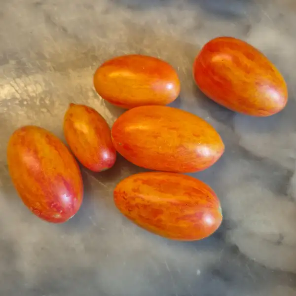 Tomaten: Artisan Blush Tiger
