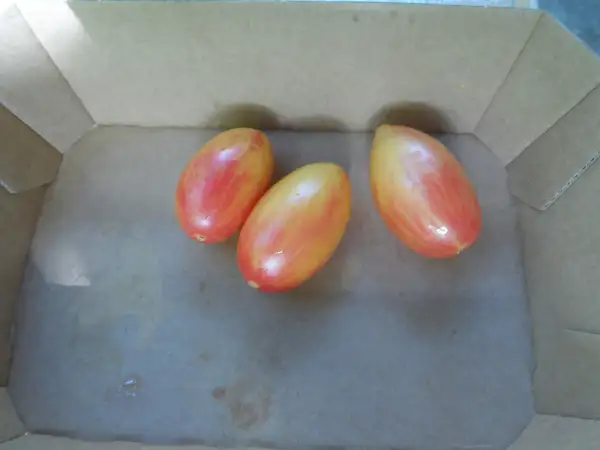 Tomaten: Artisan Blush Tiger ( Kat# 2221 )