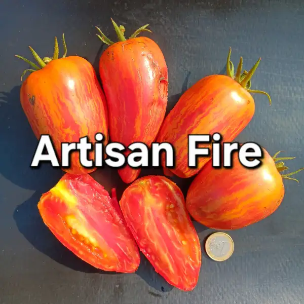 Tomaten: Artisan Fire