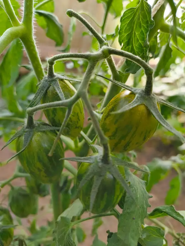 Tomaten: Artisan Green Tiger