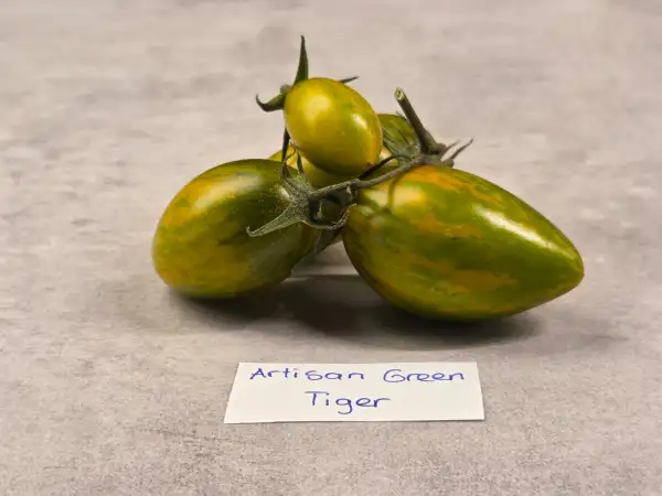 Tomaten: Artisan Green Tiger