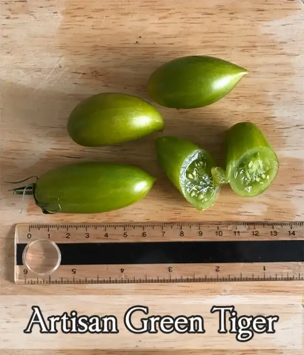 Tomaten: Artisan Green Tiger