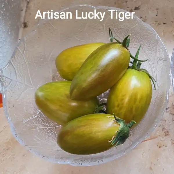 Tomaten: Artisan Lucky Tiger