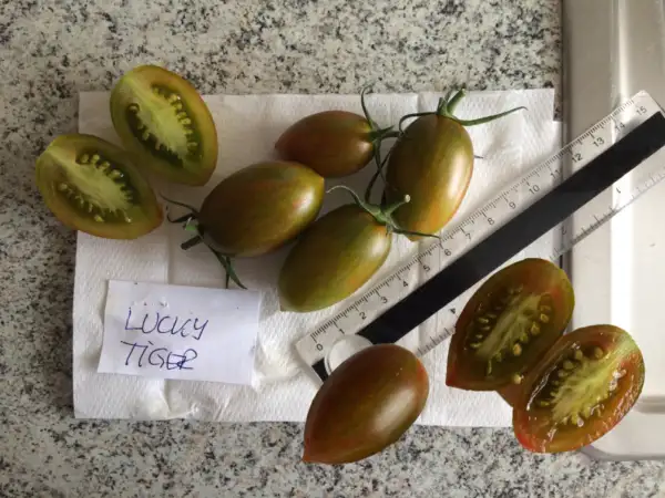 Tomaten: Artisan Lucky Tiger