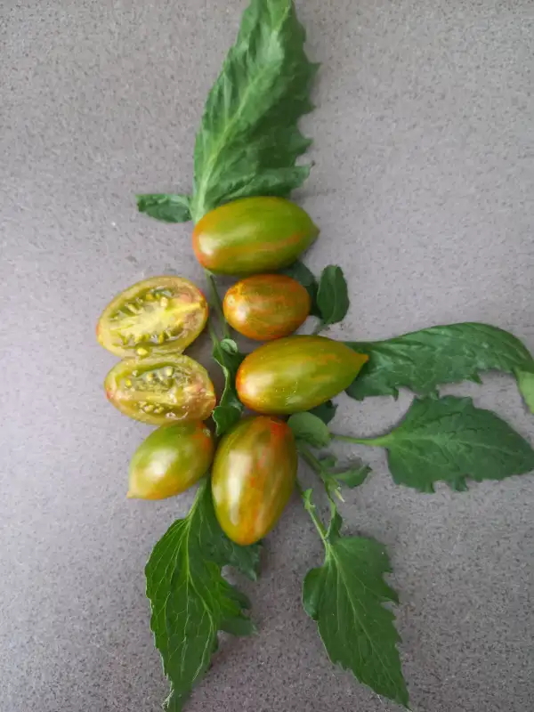 Tomaten: Artisan Lucky Tiger
