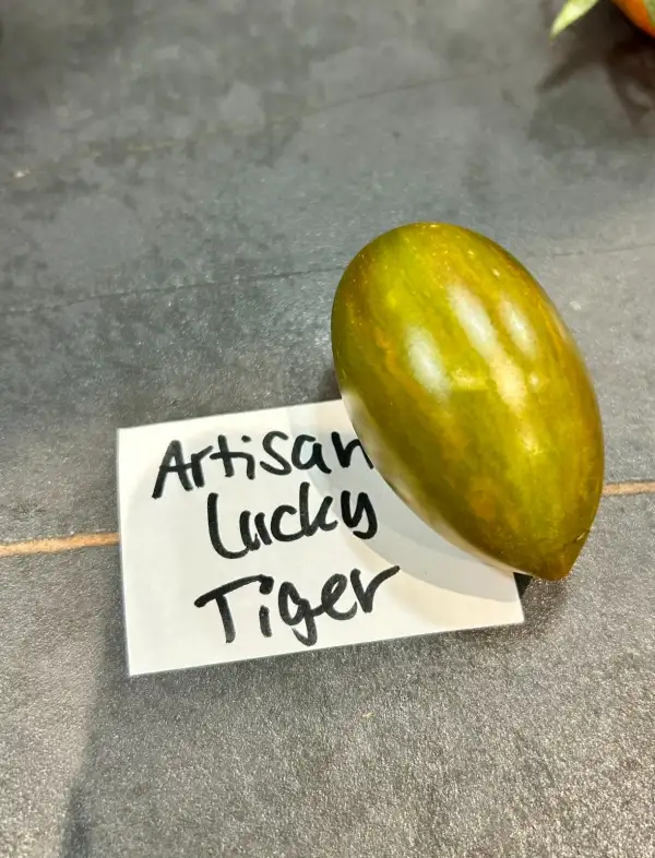Tomaten: Artisan Lucky Tiger