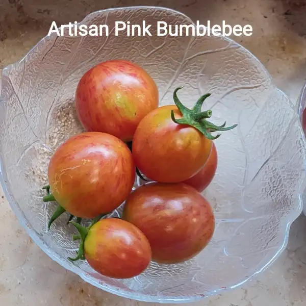 Tomaten: Artisan Pink Bumblebee
