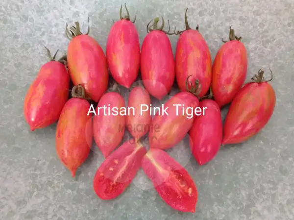 Tomaten: Artisan Pink Tiger