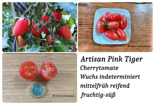 Tomaten: Artisan Pink Tiger