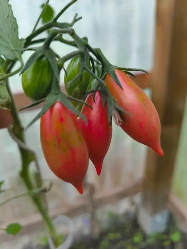Tomaten: Artisan Pink Tiger