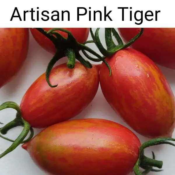 Tomaten: Artisan Pink Tiger