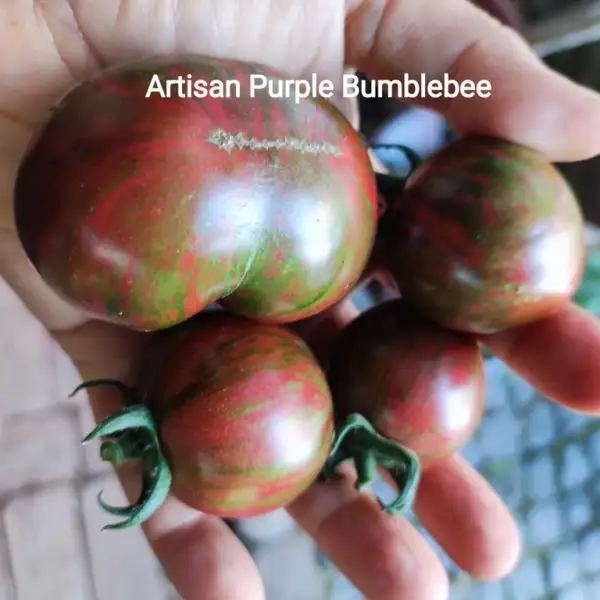 Tomaten: Artisan Purple Bumblebee