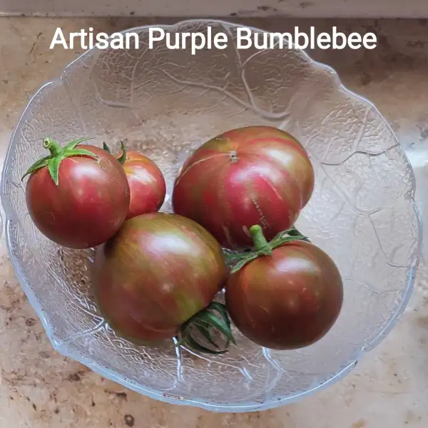 Tomaten: Artisan Purple Bumblebee