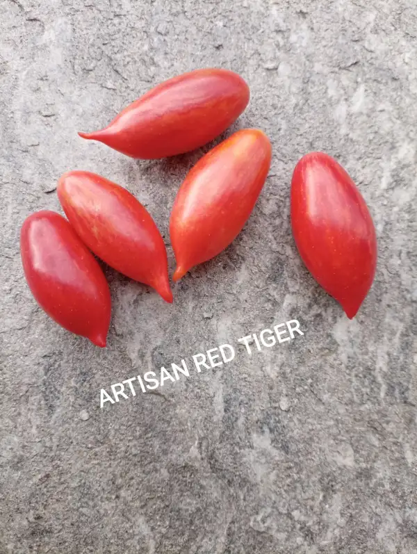 Tomaten: ARTISAN RED TIGER