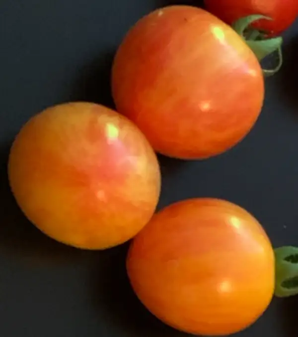 Tomaten: Artisan Sunrise Bumble Bee Cocktailtomate