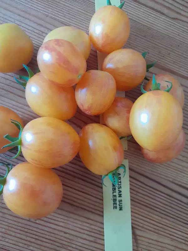 Tomaten: Artisan Sunrise Bumblebee