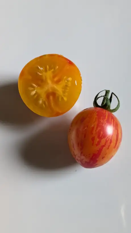 Tomaten: Artisan Sunrise Bumblebee