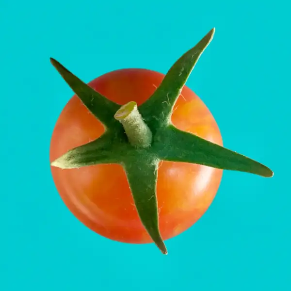 Tomaten: Artisan Sunrise Bumblebee