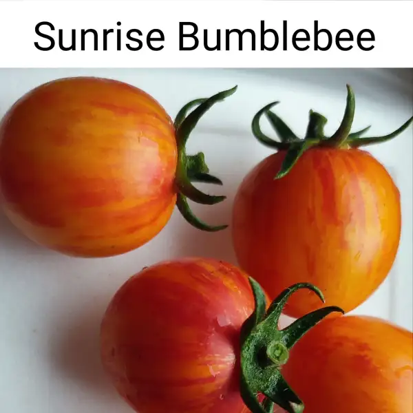 Tomaten: Artisan Sunrise Bumblebee