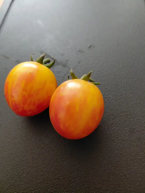 Tomaten: Artisan Sunrise Bumblebee