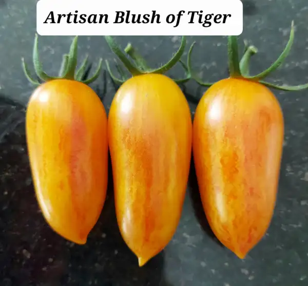 Tomaten: Artisan Tiger = Blush of Tiger gelb walzenf.