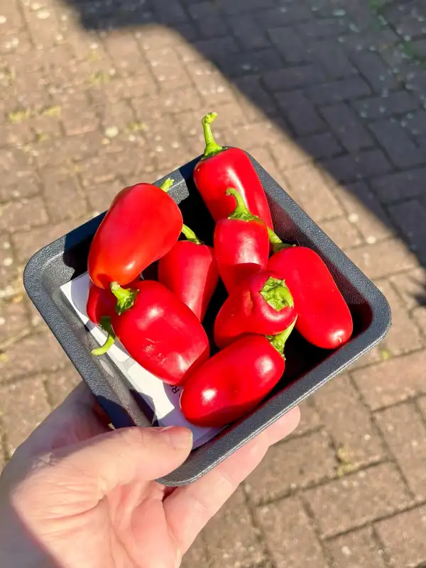 Chili / Paprika: Arwen - kleine rot-süße Snackpaprika (P)