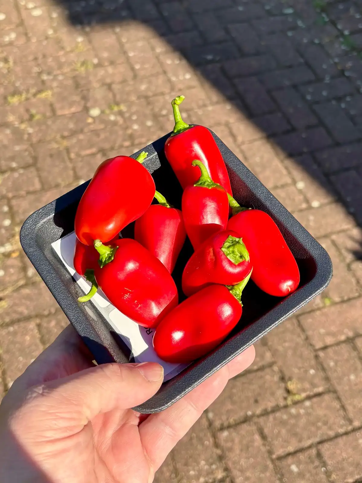 Chili / Paprika: Arwen - kleine rot-süße Snackpaprika (P)