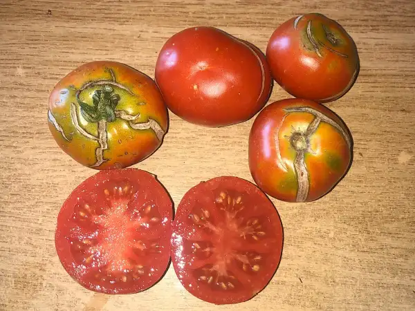 Tomaten: ASAKO