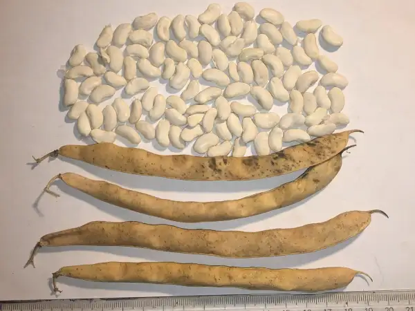 Bohnen: Ascherslebener Meisterwerk