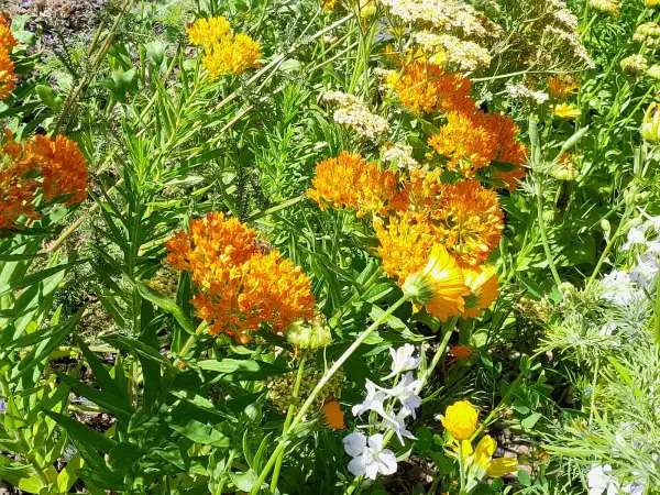 Blumen: Asclepias tuberosa 