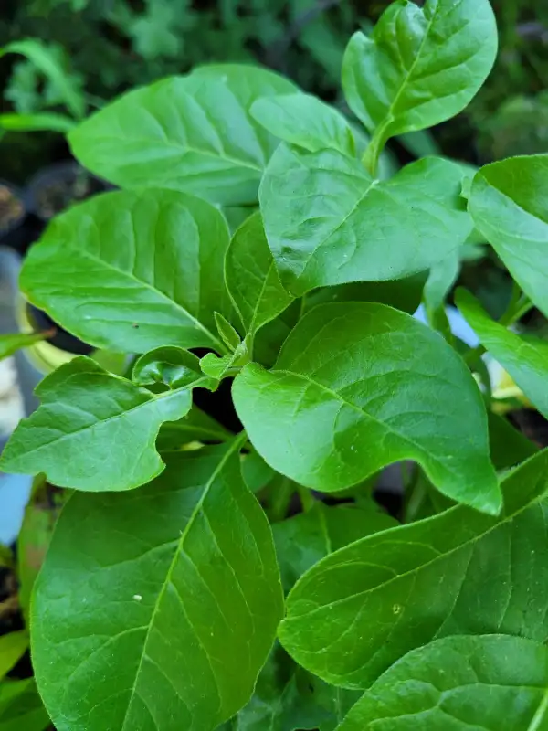 Kräuter: Ashwagandha