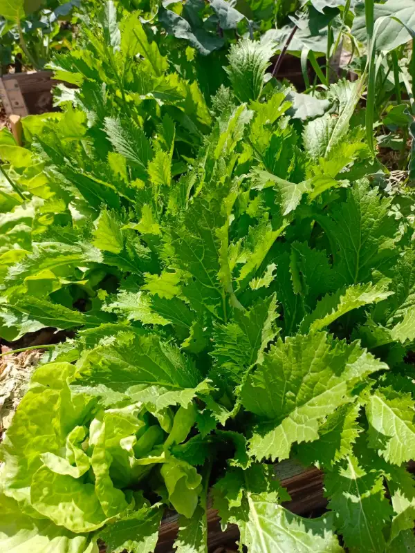 Salate: Asia Salat Blattsenf