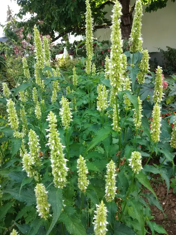 Blumen: Asiatische Duftnessel weiß