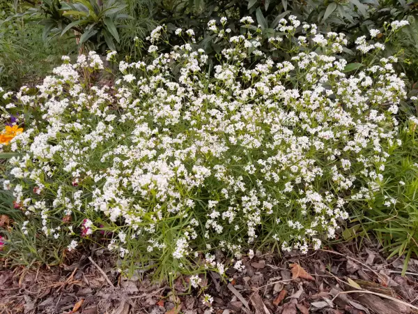 Stauden / Gehölz: Asperula tinctoria - Färber-Meier ‣‣‣ wood meier