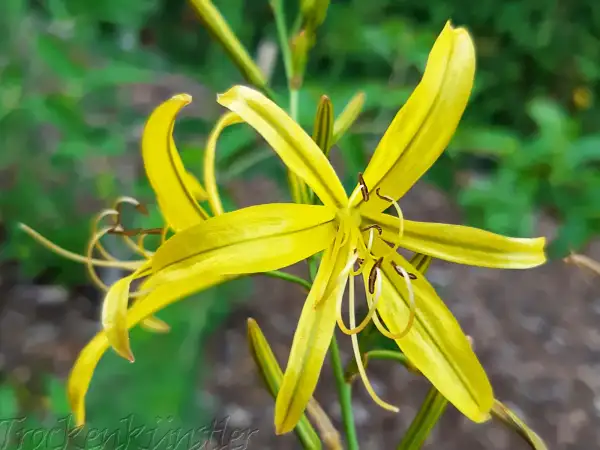 Stauden / Gehölz: Asphodeline liburnica - Balkan-Junkerlilie - Jacob