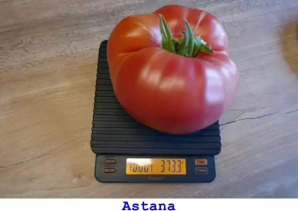 Tomaten: Astana