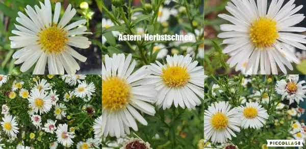 Blumen: Astern Sorte: Herbstschnee